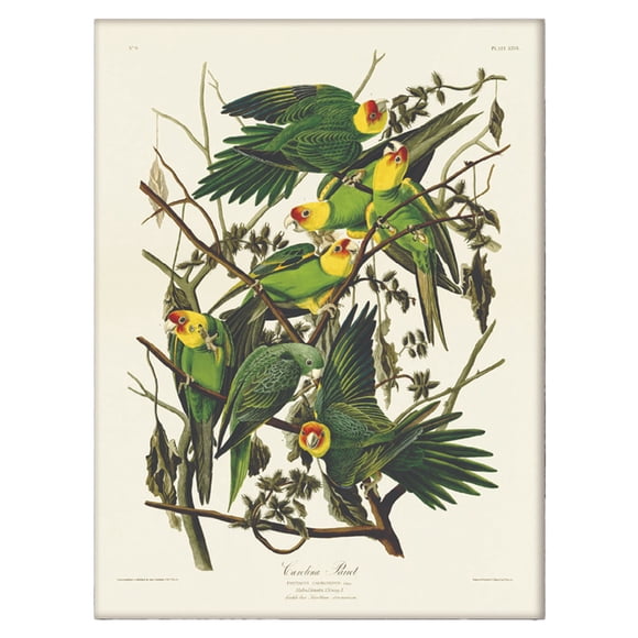 John James Audubon Wood Carolina Parrot Print