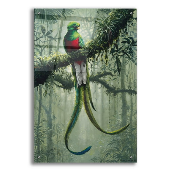 Epic Art 'Resplendent Quetzal 2' by Harro Maass, Acrylic Glass Wall Art, 24"x36"