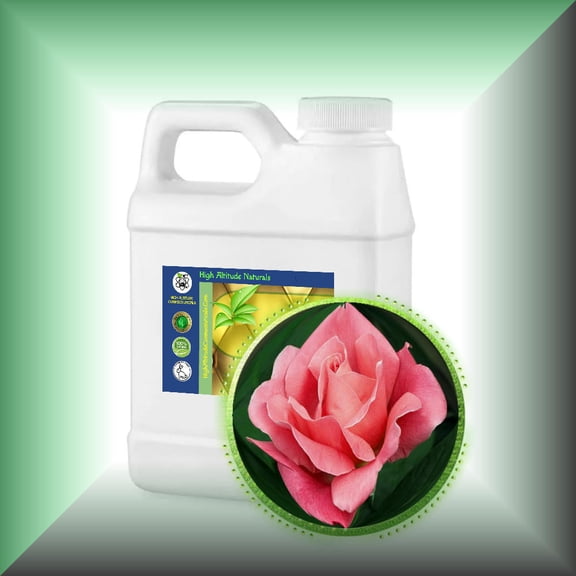 Tea Rose Absolute Oil (Rosa Odorata, Rosa Hybrida)