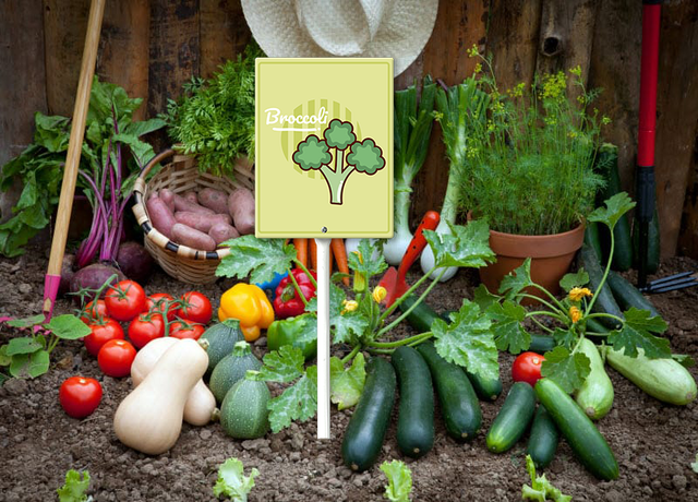 Eveokoki Vegetable Signs For Garden With Stake Broccoli Yard Sign Vegetable Garden Label Stakes Plant Markers For Outdoor Plants Waterproof 8x12inch Nursery Garden Fruit Outdoor Sign