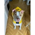 thumbnail image 2 of Zhuge Chubasquero impermeable para perros, ropa reflectante ligera para la lluvia para mascotas con capucha tipo poncho (XXL, amarillo), 2 of 4
