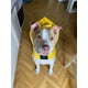 thumbnail image 2 of Xiao Hua Chubasquero impermeable para perros, reflectante, ligero y con capucha tipo poncho (M, amarillo), 2 of 4