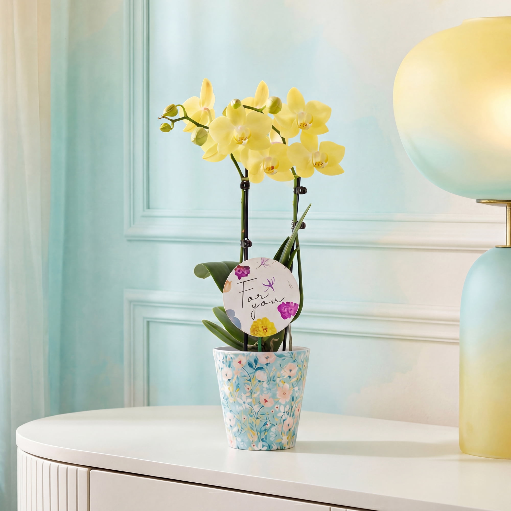 Green Circle Growers 3" Yellow Orchid Live Plant in Temperance Floramx Planter – Mother’s Day Gift Mini Orchid