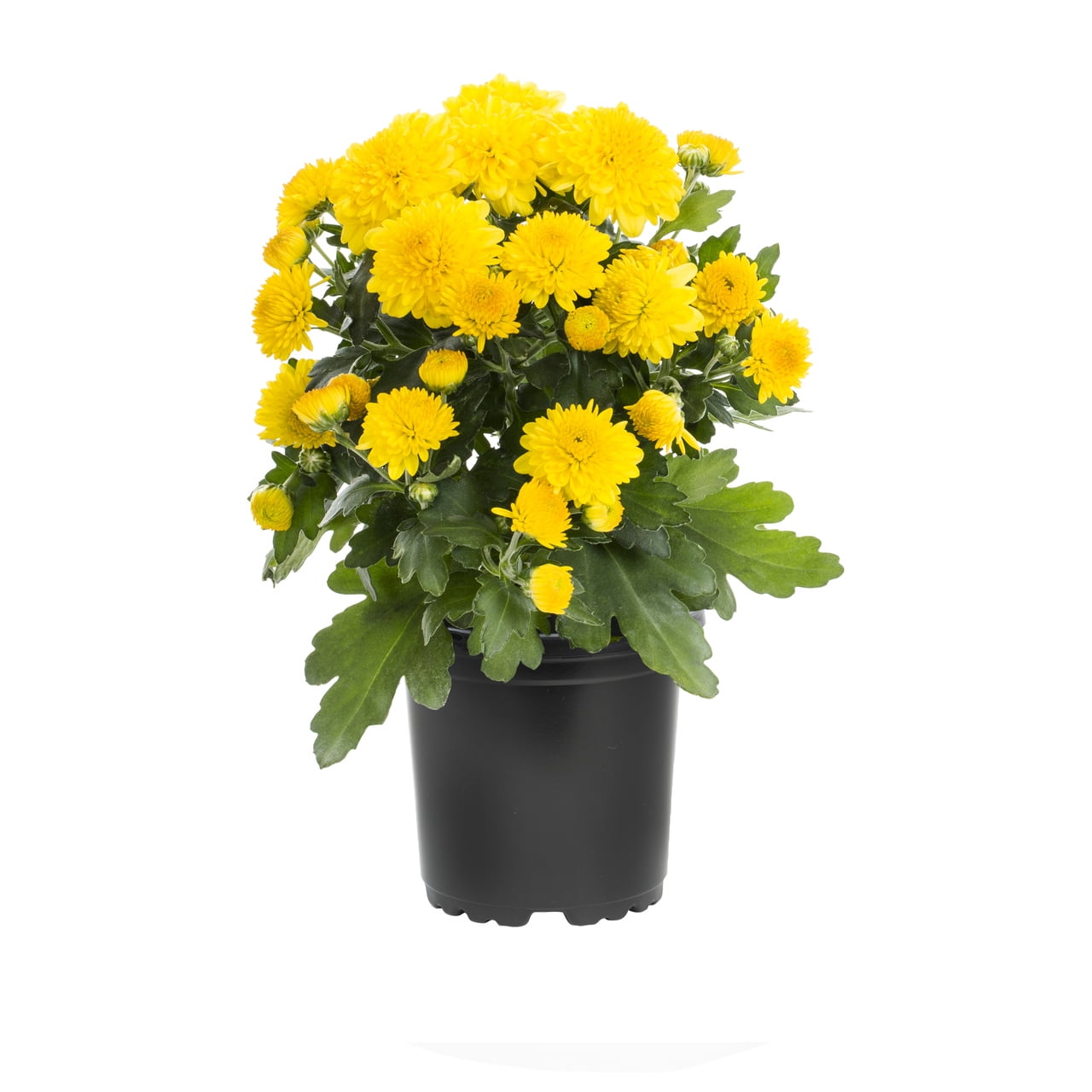 Expert Gardener 6 Inch Yellow Chrysanthemum Live Fall Plant 1PT Grower's Pot Tue 6-Pack Easy to Grow