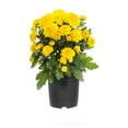thumbnail image 3 of Expert Gardener 6 Inch Yellow Chrysanthemum Live Fall Plant 1PT Grower's Pot Tue 6-Pack Easy to Grow, 3 of 8