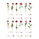 thumbnail image 2 of 12 hojas de pegatinas de flores rosas, pegatinas de hojas rojas, rosas y verdes, adhesivos fuertes, pegatinas decorativas de flores para álbumes de recortes, 2 of 5