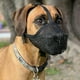 thumbnail image 3 of Bozal para perros, bozales cubiertos de malla suave para perros pequeños, bozal de protección con cebo envenenado con correas ajustables, evita morder, masticar y lamer., 3 of 5
