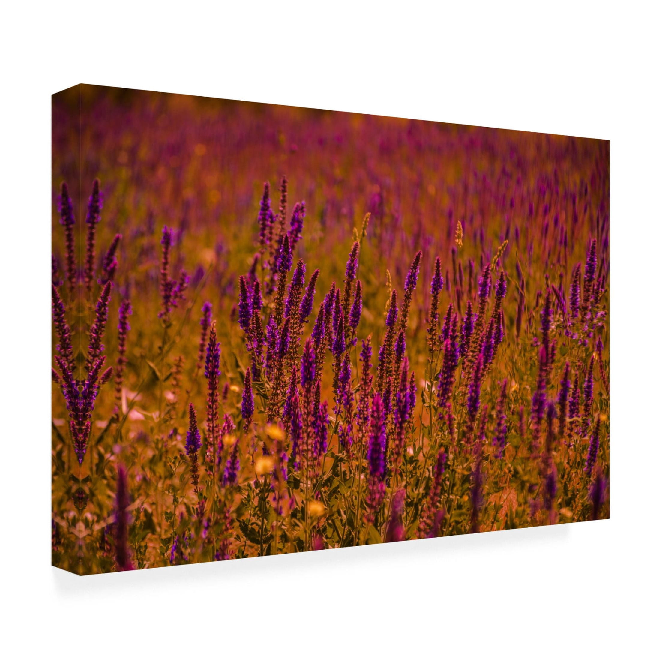 Canvas Wall Art - Ali Heidari 'Violets' Wall Art for Living Room, Bedroom, or Office Décor by Trademark Fine Art - 47 x 30 Inches
