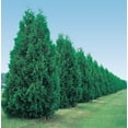 thumbnail image 3 of Green Giant Arborvitae Hedge Kit, 5 Potted Evergreen Plants, measuring 3 to 4 feet tall, in a 2.25 Gal. Pot, 3 of 7