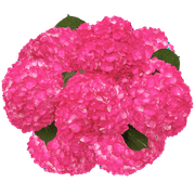 40 Hot Pink Hydrangea Flowers- Beautiful Fresh Cut Flowers- Express Delivery