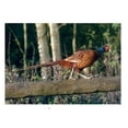 thumbnail image 1 of Kevin Milner Pheasant Countryside Greetings Card, 1 of 1