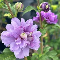 Hibiscus s. Blueberry Smoothie™ ~ Rose of Sharon - 3 Gallon Pot, Live Perennial, Full Sun, Outdoor