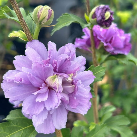 Hibiscus s. Blueberry Smoothie™ ~ Rose of Sharon - 3 Gallon Pot, Live Perennial, Full Sun, Outdoor