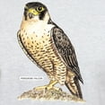thumbnail image 3 of CafePress - Peregrine Falcon Bird Light T Shirt - Light T-Shirt - CP, 3 of 4