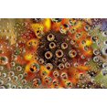 thumbnail image 2 of Bush, Marie 24x17 Gold Ornate Wood Framed with Double Matting Museum Art Print Titled - CO, Lafayette Water bubbles on glass table top, 2 of 4