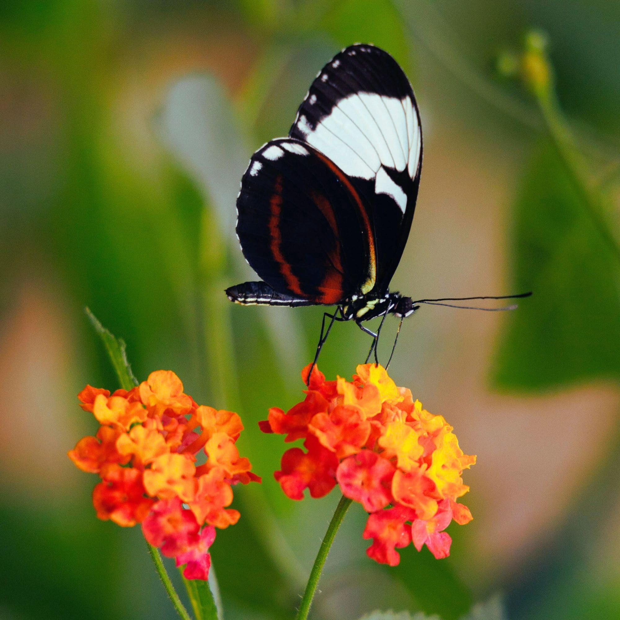 3 Radiation Lantana Bushes, Live Plants (Lantana Camara 'Radiation') – Vibrant Orange-Red Blooms, Thriving in 2.5" Nursery Cubes