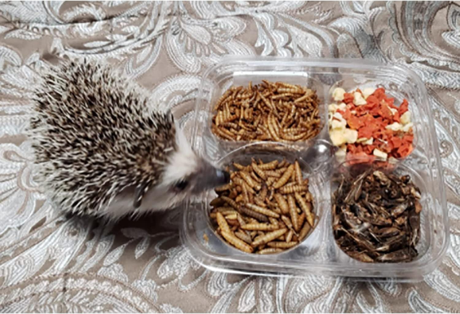Buy Hedgehog Treat Variety Pack Healthy Natural Treat Assortment