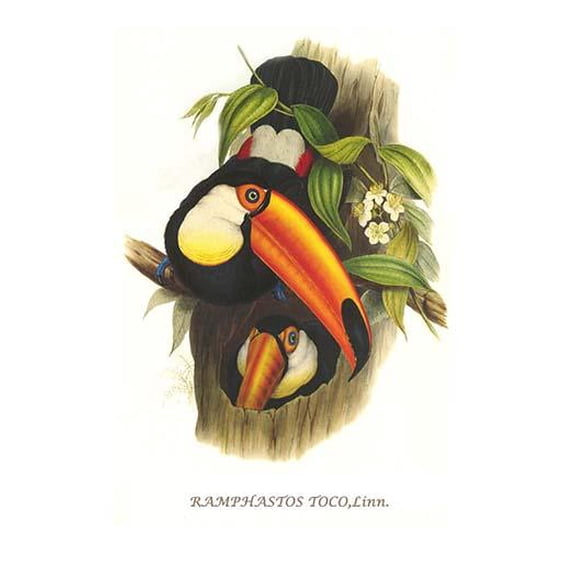 Toco Toucan-Fine Art Canvas Print (20" x 30")