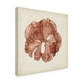 thumbnail image 2 of Trademark Fine Art 'Seaweed Specimens XIV' Canvas Art by Naomi McCavitt, 2 of 4