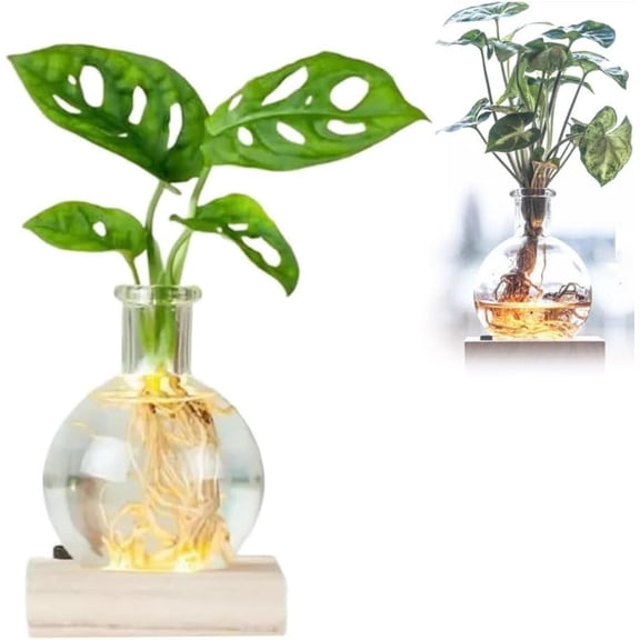 LED Hydroponic Vase - Round Glass Desktop Terrarium with Waterproof Lighted Wooden Base, Visible Root Growth Planter for Indoor Plants, Home Office Decorative Lighted Plant Vase, White