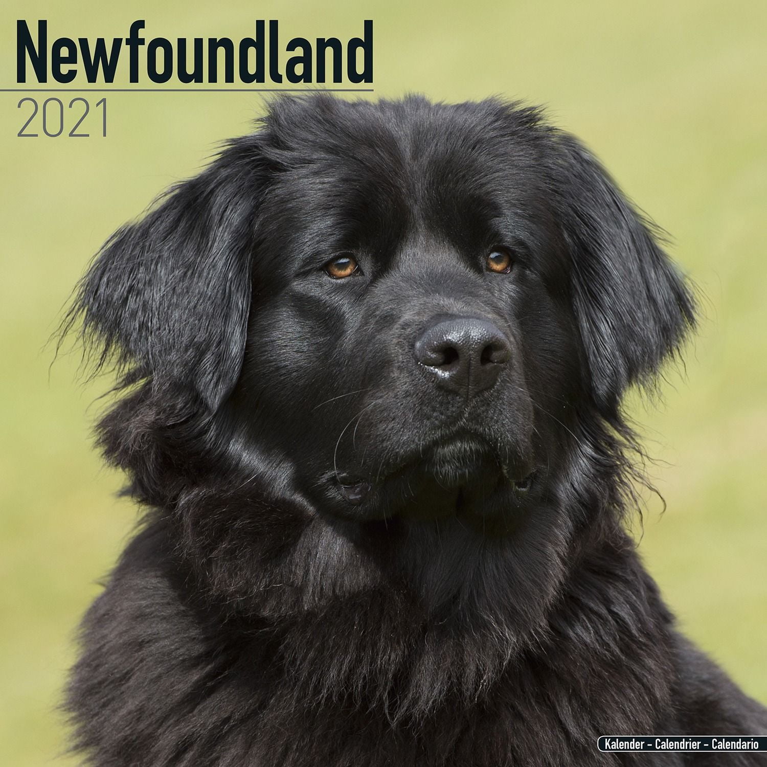 newfoundland dog apparel