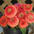 thumbnail image 2 of TomorrowSeeds - Coral Beauty Zinnia Seeds - 200+ Count - For 2025 Planting Non-GMO Long-Lasting, 2 of 7