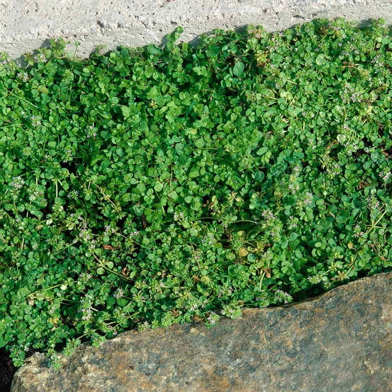 Outsidepride 50 Corsican Mint Ground Cover Plant Seed - Walmart.com