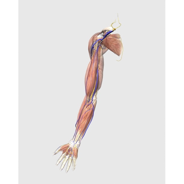 Medical illustration of human arm muscles, veins and nerves Poster ...