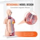 thumbnail image 4 of Modelo de cuerpo humano VEVOR, 23 piezas, 18 pulgadas, modelo de anatomía del torso humano, modelo de esqueleto anatómico unisex con órganos extraíbles, 4 of 9