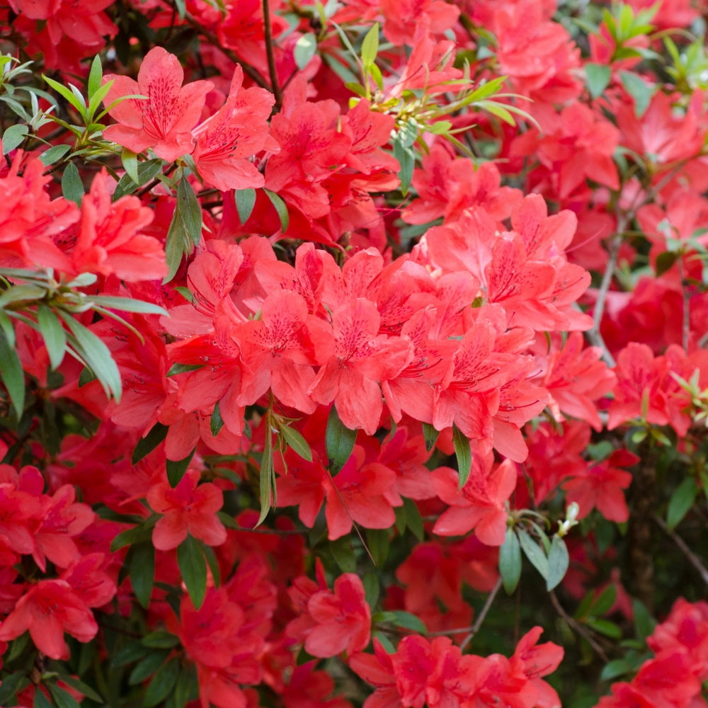 2.25 Gal. Azalea Fashion Live Shrub with Full Sun