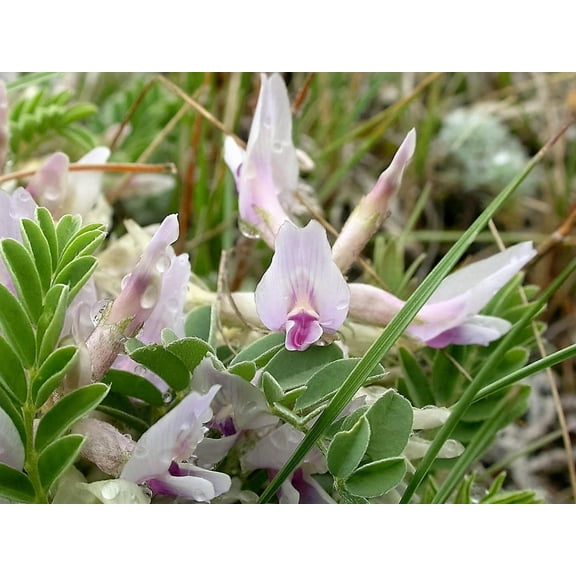 10 GROUND PLUM Flower Cover Ground Plum Milkvetch Astragalus Crassicarpus Seeds