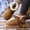 Brown-A, variant on Women's Bow Decor Sherpa Lined Faux Suede Mini Ankle Boots, Thick Platform Non Slip Winter Snow Booties