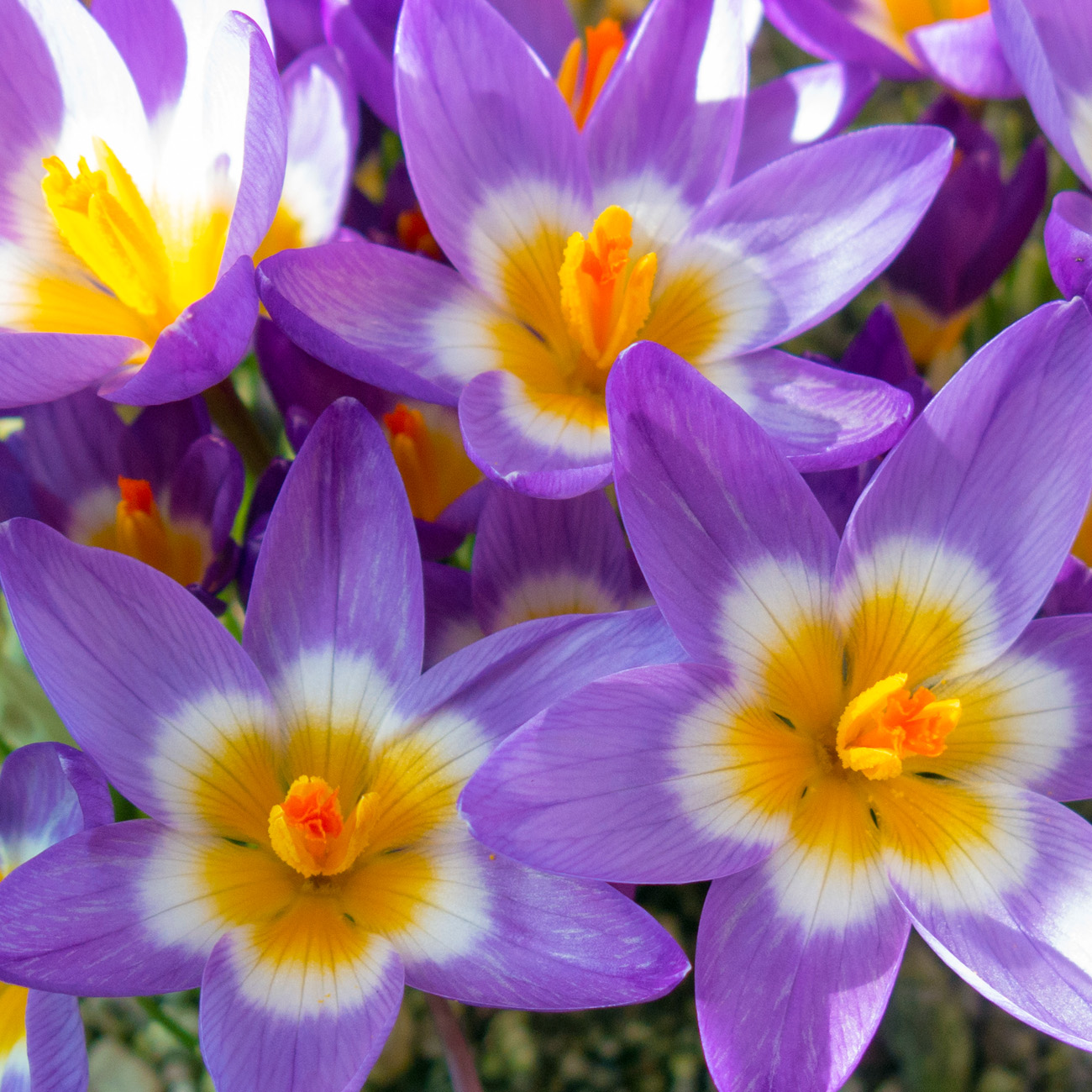 Van Zyverden Crocus sieberi Tricolor (Set of 10 Dormant Bulbs) Full Sun, Multicolor, Annual