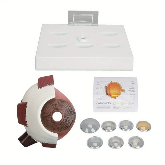 Human Eye Anatomical Model Accurate Display Enlarged Medical Eyeball Explanation Model with Card