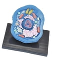 thumbnail image 4 of Kokiya Animal Cell Model Clearly Teaching Model for Display Classroom Study, 4 of 9