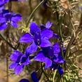 thumbnail image 2 of Dark Blue Larkspur Flower Seeds, 2 of 2