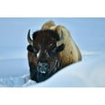 thumbnail image 3 of Suradji, Surjanto 14x11 Black Modern Framed Museum Art Print Titled - Winter Bison, 3 of 5