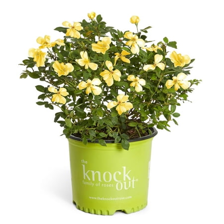Sunny Knock Out Rose (The Best Climbing Roses)