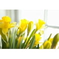 thumbnail image 2 of Millet, Karyn 18x13 White Modern Wood Framed Museum Art Print Titled - Leaning Daffodils, 2 of 4