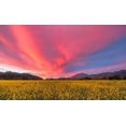 thumbnail image 2 of Carmel, Elizabeth 18x12 White Modern Wood Framed Museum Art Print Titled - Spring Sunset Napa Valley, 2 of 4