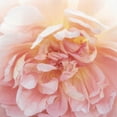 thumbnail image 2 of Swanson, Rebecca 12x12 White Modern Wood Framed Museum Art Print Titled - Heavenly Rose, 2 of 4