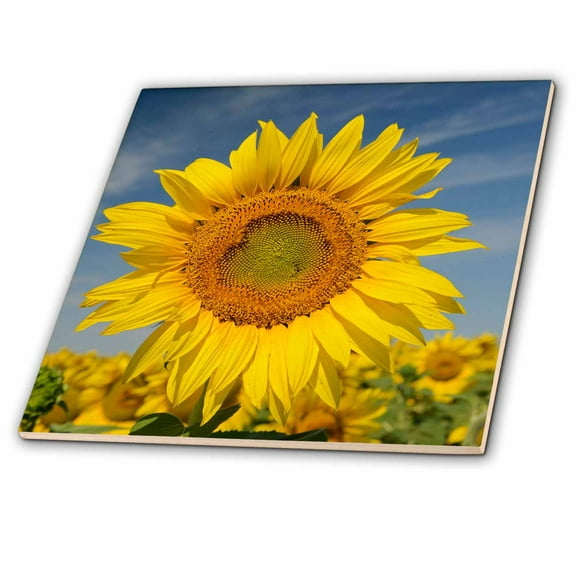 3dRose, Canada, Manitoba, Dugald. Close-up of sunflower, 12 Inch Ceramic Tile
