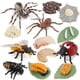 thumbnail image 1 of Xihbxyly Venta de Liquidación de Almacén Simulación Del Ciclo de Vida de Un Artrópodo: Modelo de Araña, Abeja y Mariquita., 1 of 3