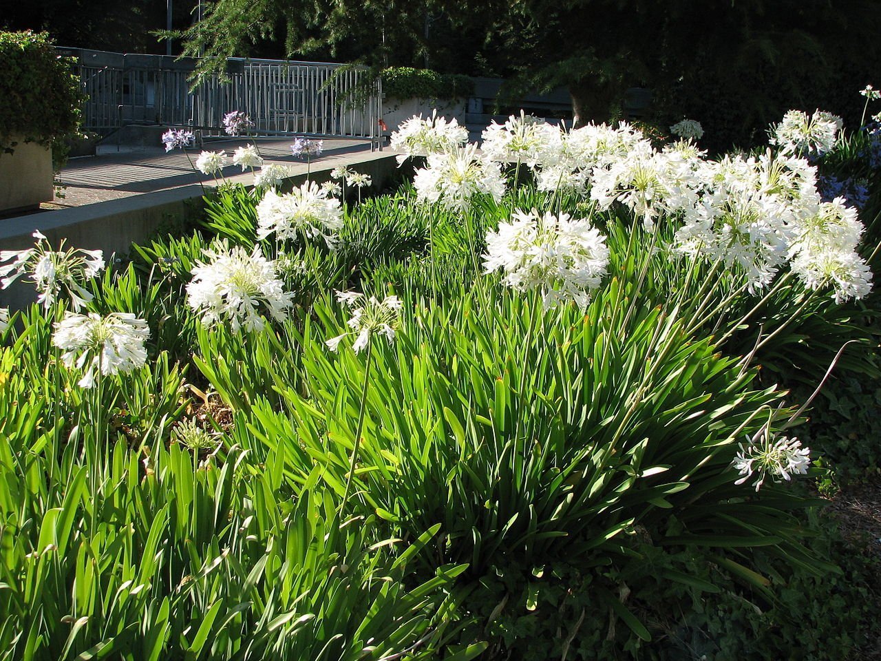 Getty White Agapanthus  3 Live Plants  Agapanthus africanus Getty White  Perennial Flowering Plants  Drought Tolerant Plants for Landscaping