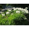 thumbnail image 4 of Getty White Agapanthus  3 Live Plants  Agapanthus africanus Getty White  Perennial Flowering Plants  Drought Tolerant Plants for Landscaping, 4 of 5