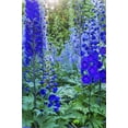 thumbnail image 2 of Art.com Delphinium larkspur, VanDusen Botanical Garden, Vancouver, British Columbia, Canada. Stretched Canvas Print Wall Art by William Perry, 16" x 24", 2 of 4