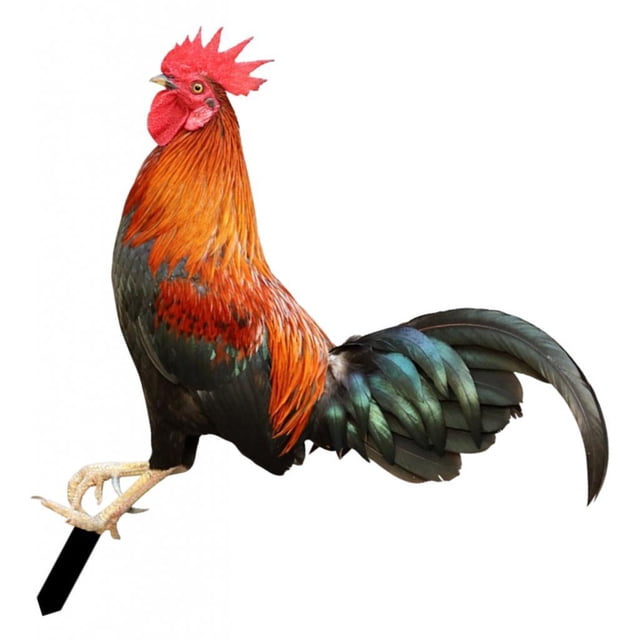 Adorno de estatua de animal de gallo de plástico, estacas de jardín, estaca de patio con forma de gallo de pie, decoración de gallina para patio, cami Color B