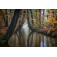 thumbnail image 2 of Carozzi, Fiorenzo 24x17 White Modern Wood Framed Museum Art Print Titled - Enchanted Autumn, 2 of 4