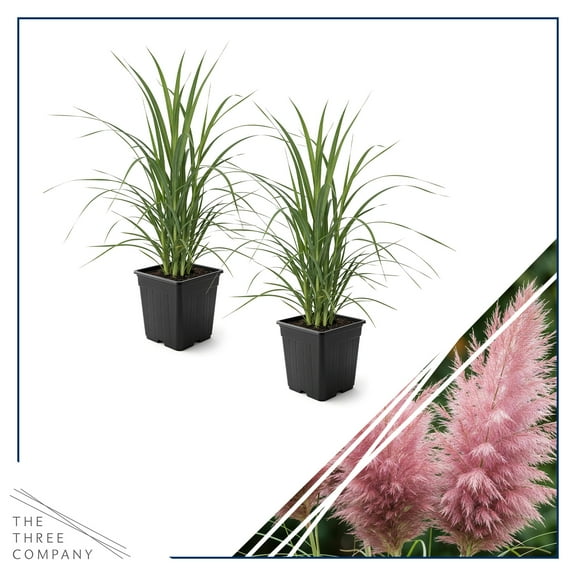 Live Ornamental Perennial Grass - Pink Pampas (2 Per Pack) - Showy Accent Plant - 12" Tall by 6" Wide in 1.5 Quart Pot