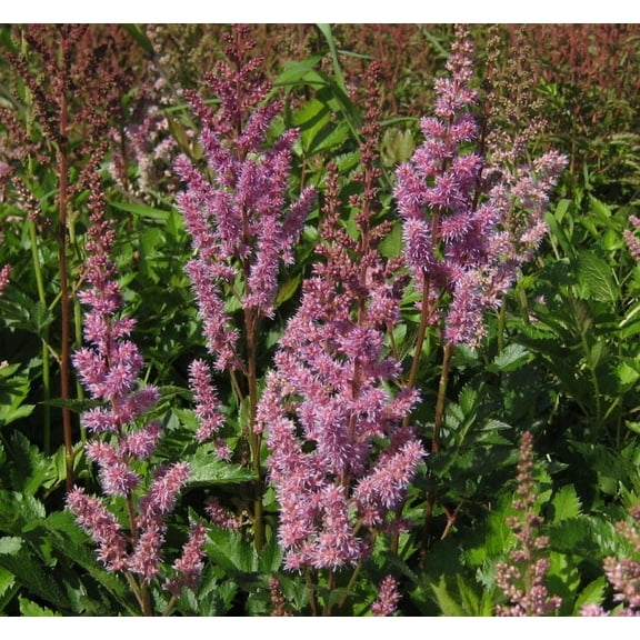 Maggie Daley Astilbe - 1 Gallon Shade Perennial